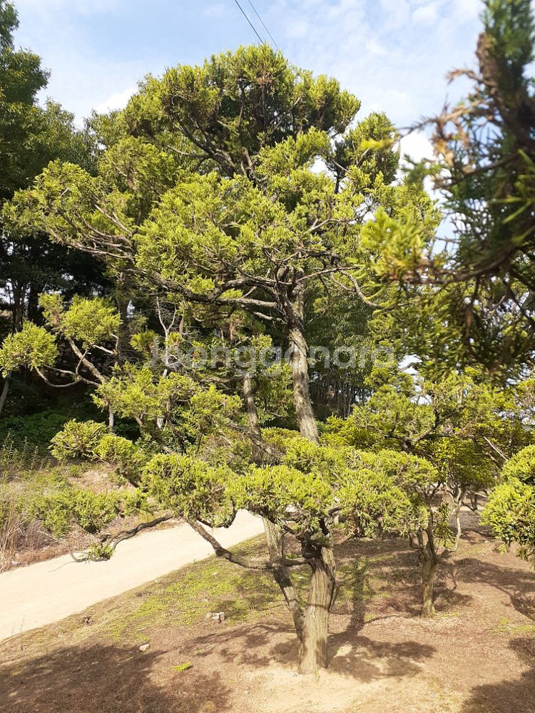 조경수 향나무 10주있음 안산 사사동--8