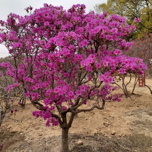 조경수 연산홍 120주있음 안산 사사동