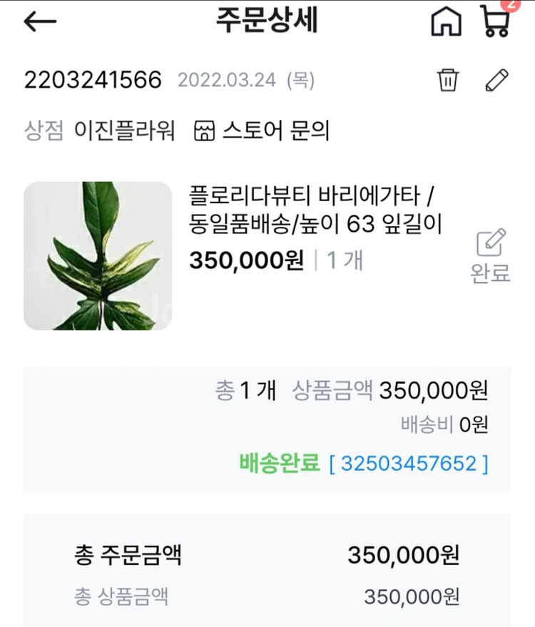 필로덴드론 플로리다 뷰티 바리에가타 대품 통 분양--7