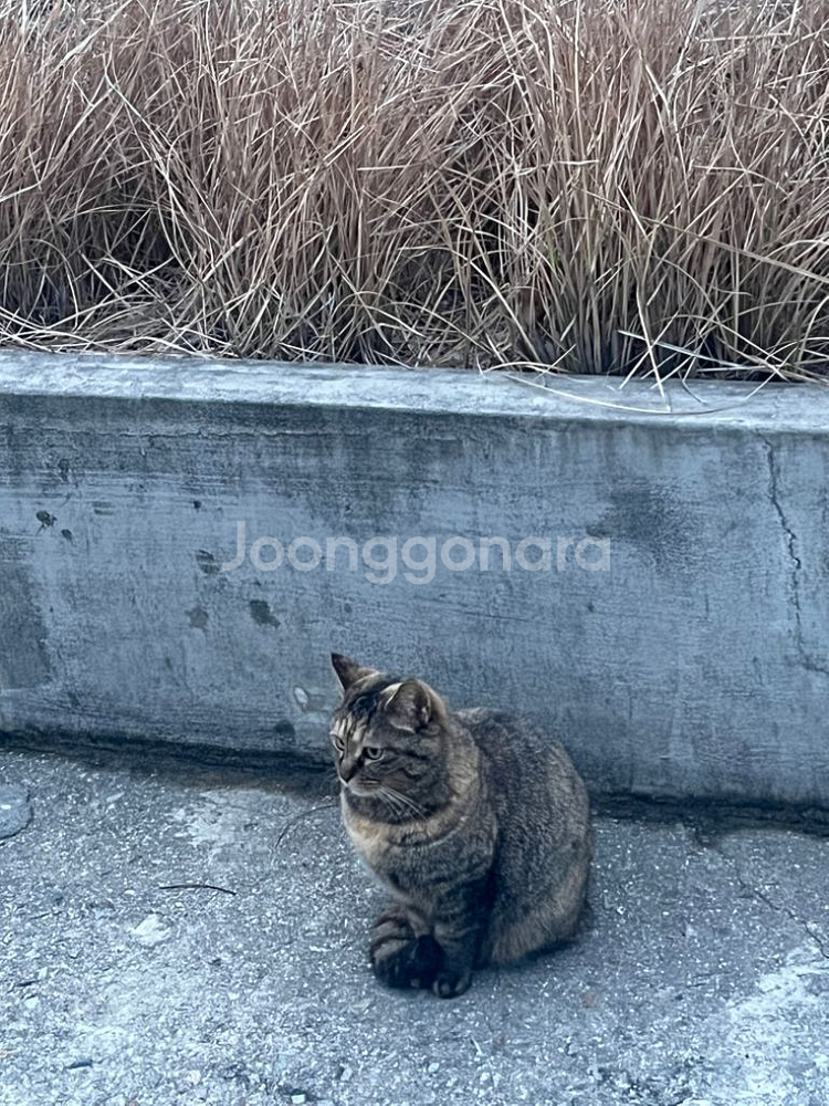 손유나 클리닉 얼굴 브이캣 양도--0