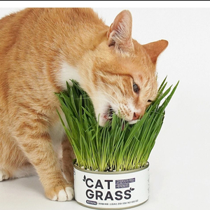 냥이가 먹는 귀리, 보리 CAT GRASS