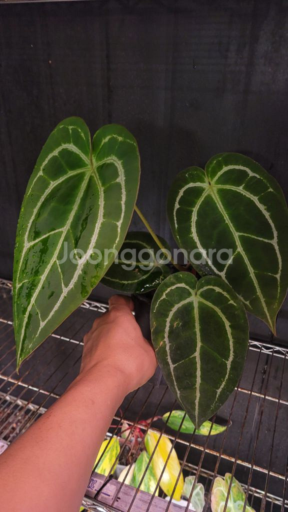 안스리움 레드도라야끼x레드마마--1