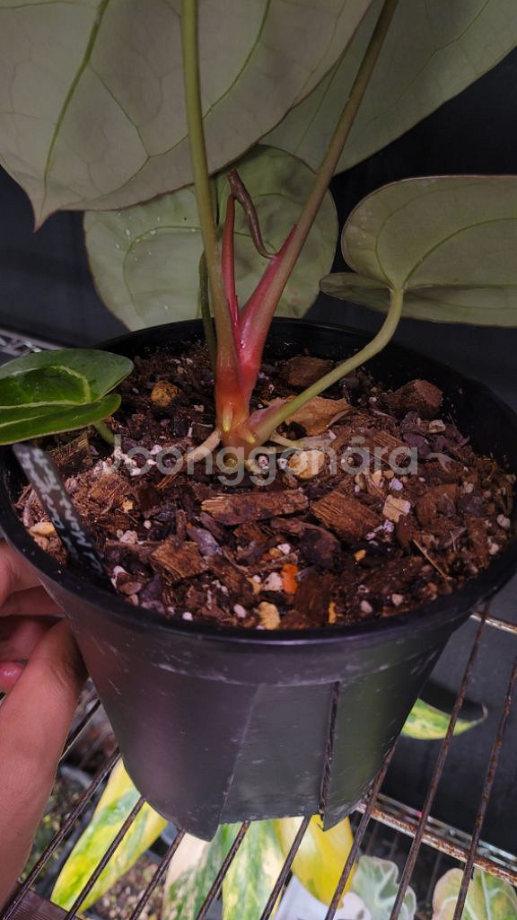 안스리움 레드도라야끼x레드마마--2