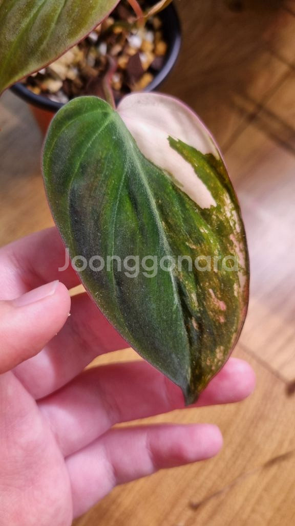 필로덴드론 핑크미칸--1