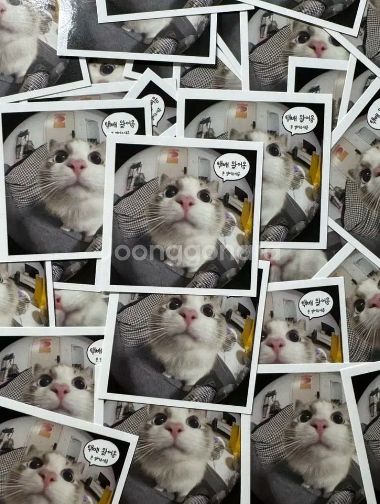 고양이 도무송 덤 선물 도무송 마감용 뉴진스아이브제베원--1