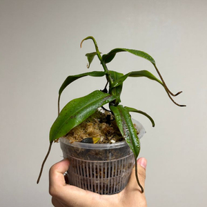 네펜데스 하마타 nepenthes hamata