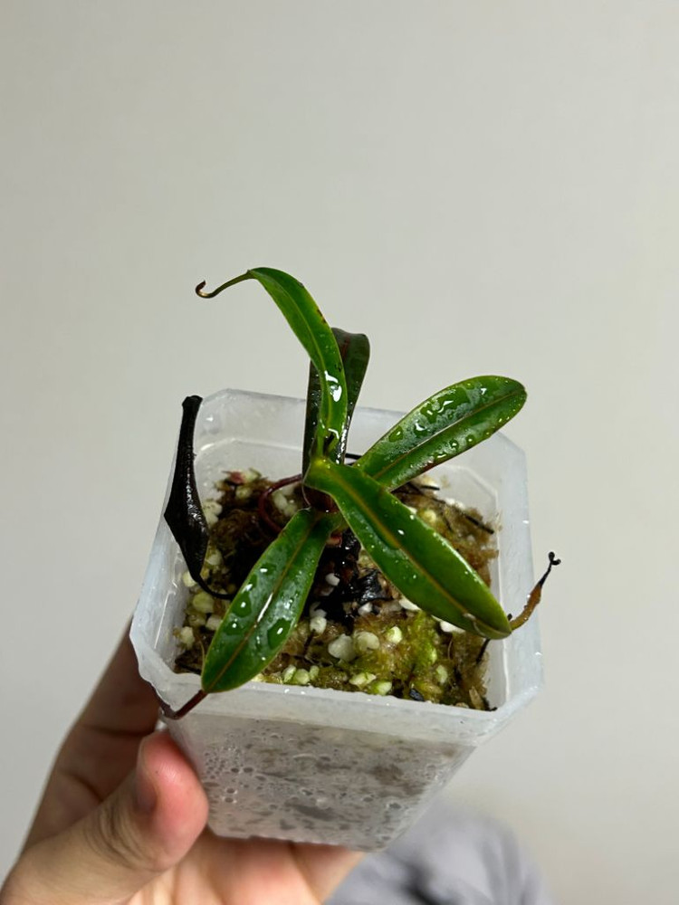 네펜데스 nepenthes pitopangii--1