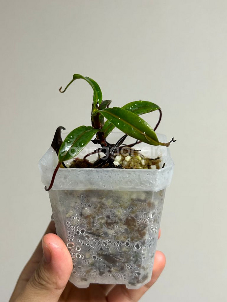 네펜데스 nepenthes pitopangii--0