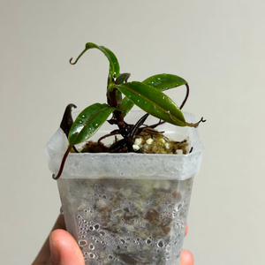 네펜데스 nepenthes pitopangii