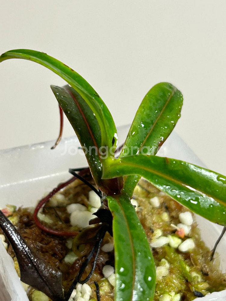 네펜데스 nepenthes pitopangii--2