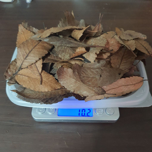 검역완료한 활엽수 낙엽 10g