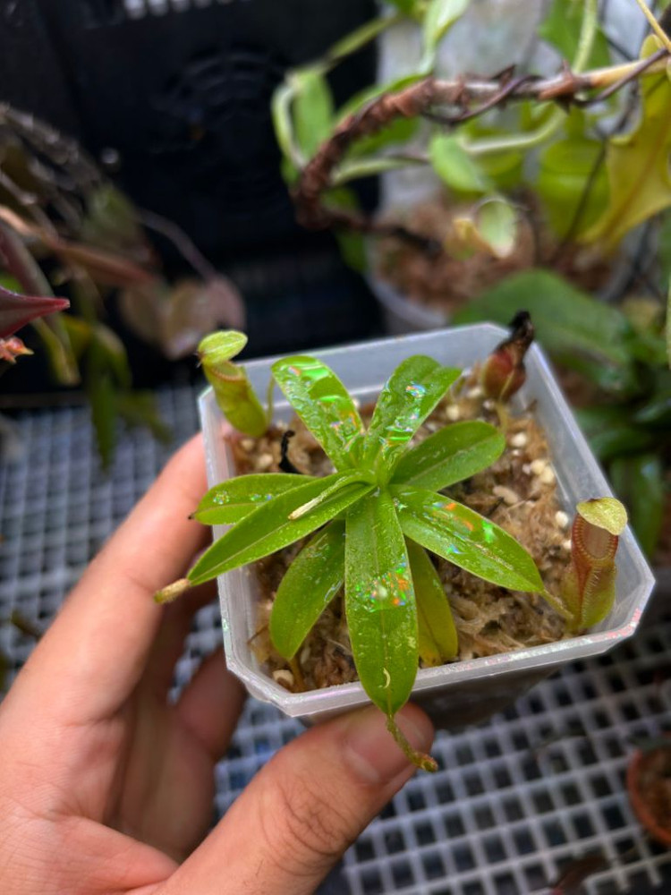네펜데스 디아볼리카 nepenthes diabolica--1