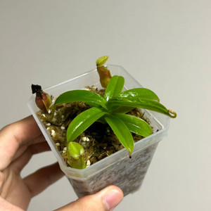 네펜데스 디아볼리카 nepenthes diabolica