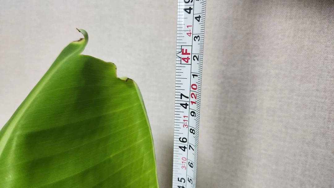 블루자바 바나나 묘목 이미지