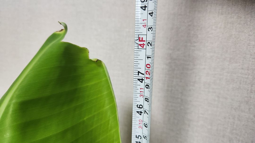 블루자바 바나나 묘목 이미지
