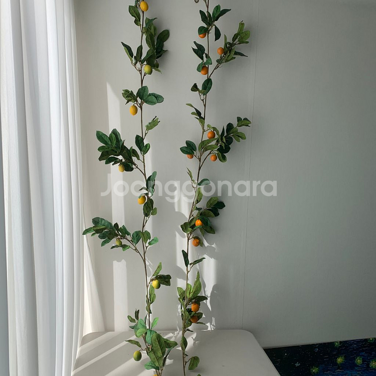 레몬 유자 오렌지 유주 귤 가란드 1.8m 플랜트월 조--5