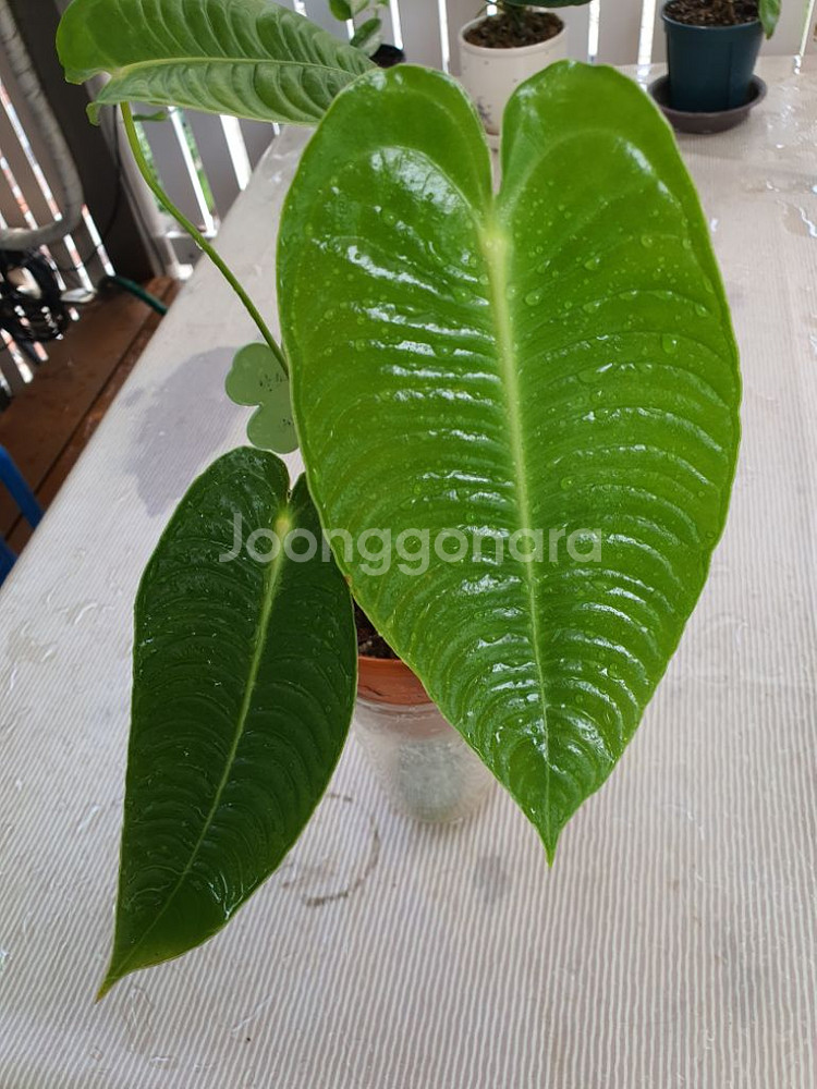 안스리움 베이치 슈퍼네로우(새촉도 트고있어요)--2