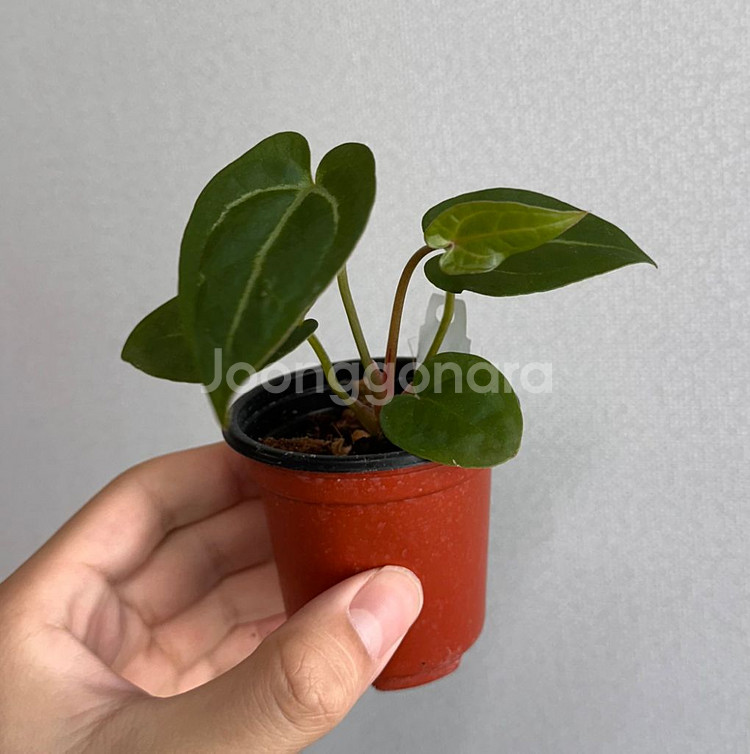 안스리움 닥터블락x파필바리--1