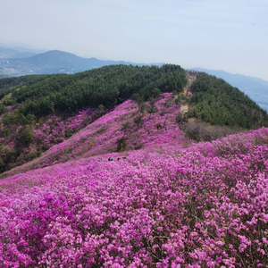 민음사 잃어버린 시간을 찾아서 구합니다