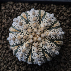 Astrophytum asterias투구 재뿌리DM문의