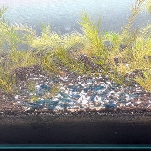 애완새우 블루벨벳 새우 5마리