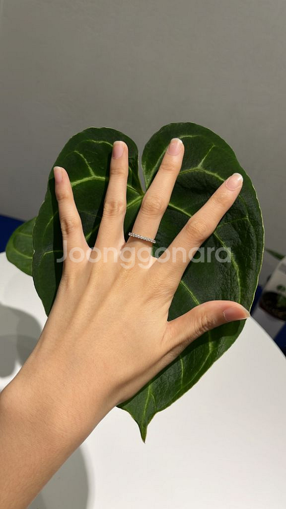 안스리움 파필리라미넘 하이브리드--5