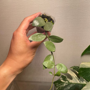 호야 라쿠노사 민트코인