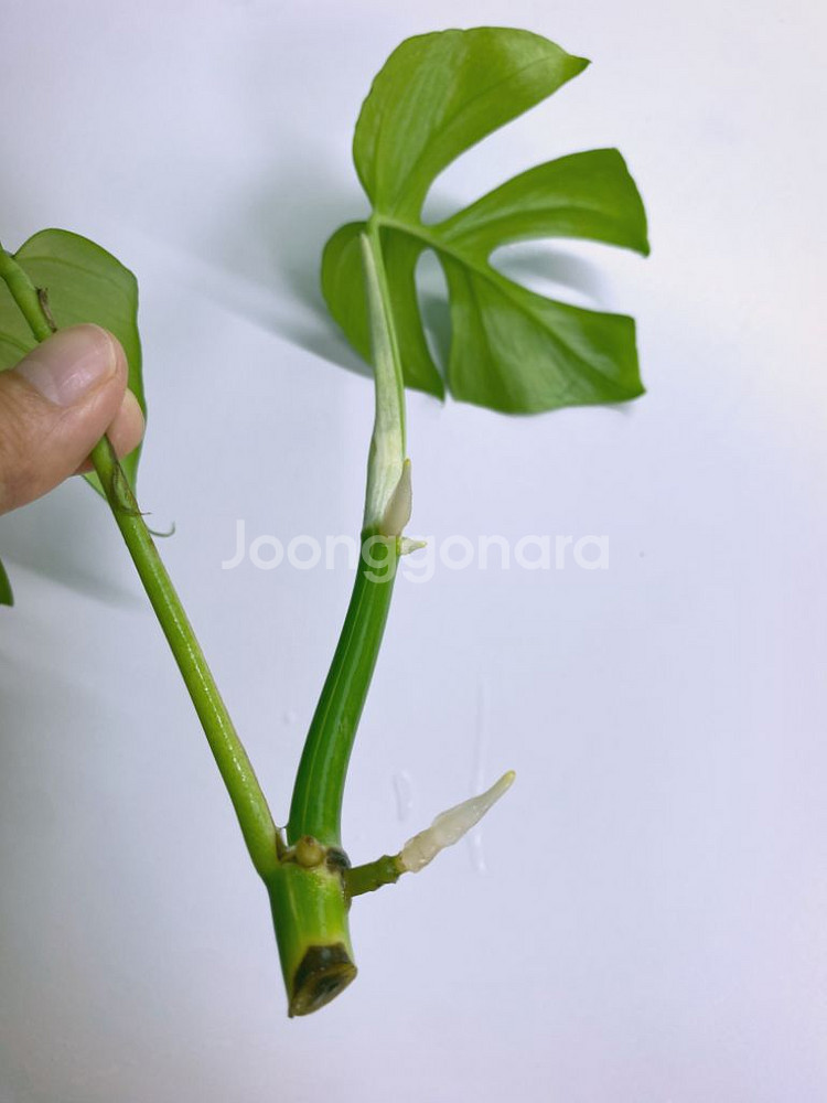 무늬없는 마블 히메 (모주 첨부)--2