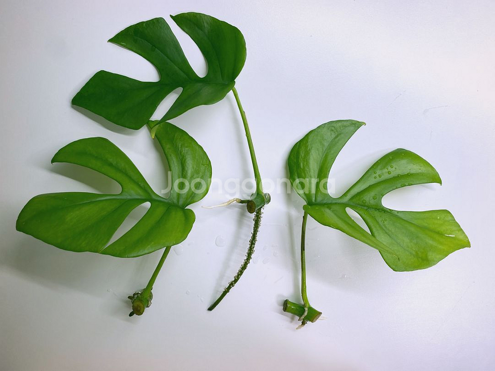 무늬없는 마블 히메 (모주 첨부)--1