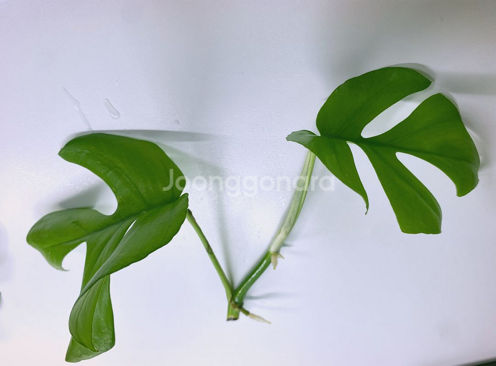 무늬없는 마블 히메 (모주 첨부)--3