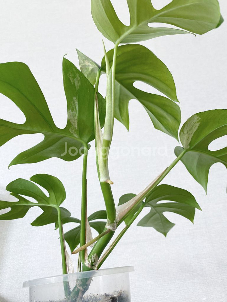 무늬없는 마블 히메 (모주 첨부)--5