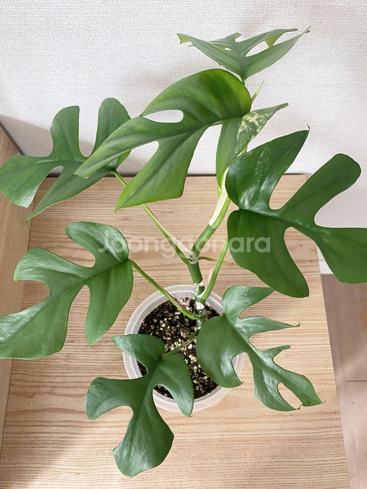 무늬없는 마블 히메 (모주 첨부)--4