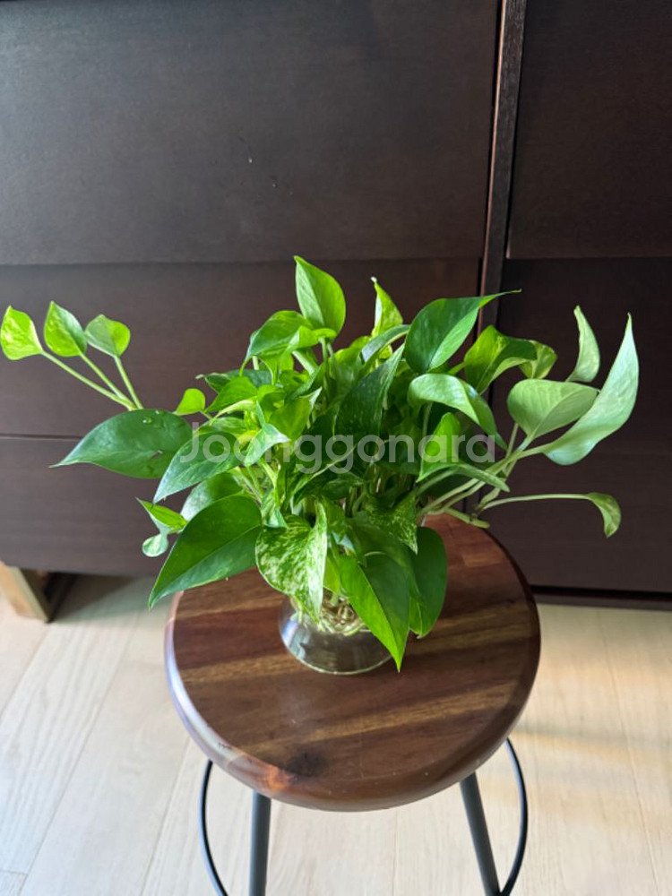 공기정화 스킨답서스 수경식물 화병포함--1