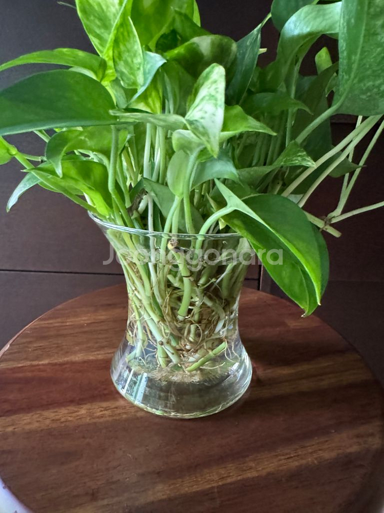 공기정화 스킨답서스 수경식물 화병포함--3