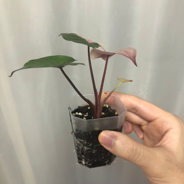 알로카시아 세렌디피티 바리에가타--1