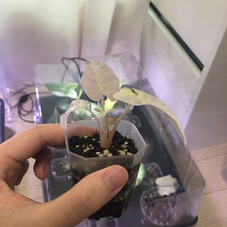 알로카시아 밤비노 스노우민트 바리에가타--1