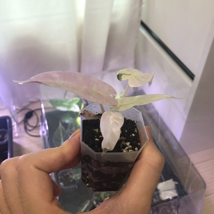 알로카시아 밤비노 스노우민트 바리에가타--2