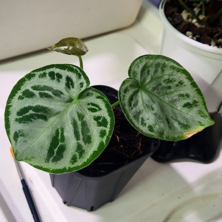 안스리움 슈퍼실버 karteldaun--1