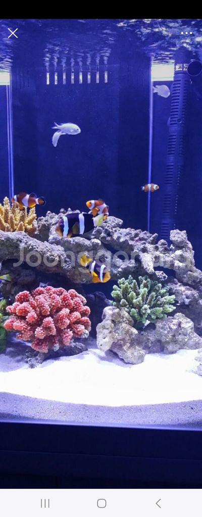 맥스펙트조명165블루--0