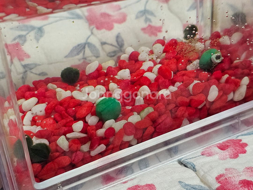 반려식물 마리모 미니 LED 어항 블럭모양 투명저금통--1