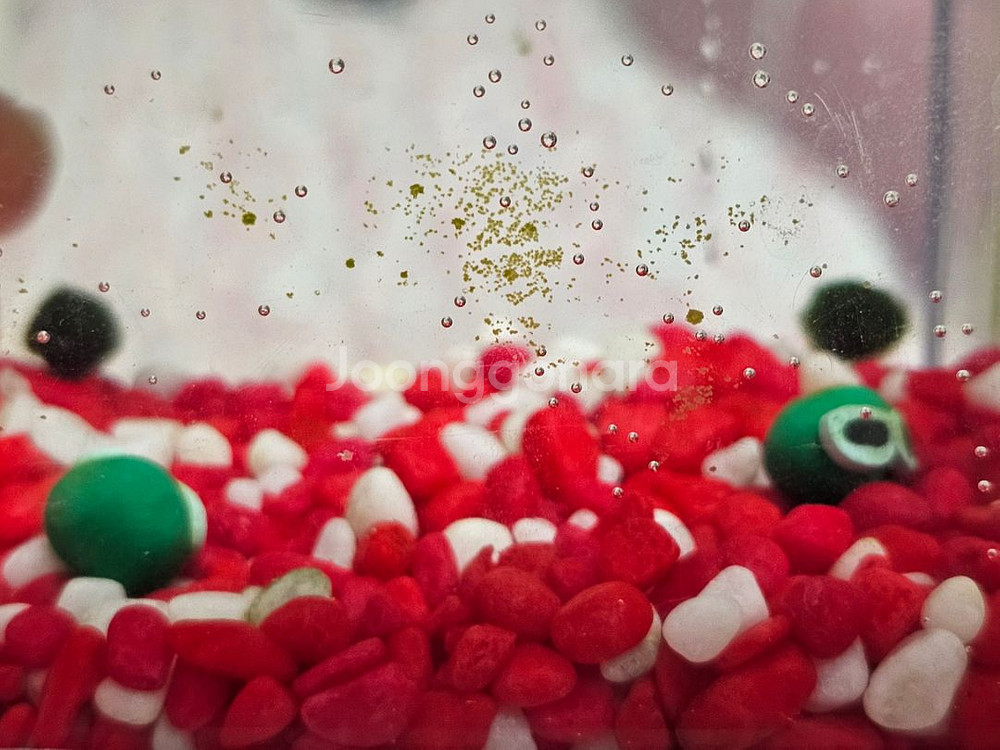 반려식물 마리모 미니 LED 어항 블럭모양 투명저금통--5