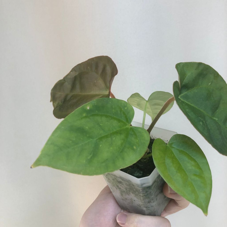 안스리움 하이브리드 바리에가타--2