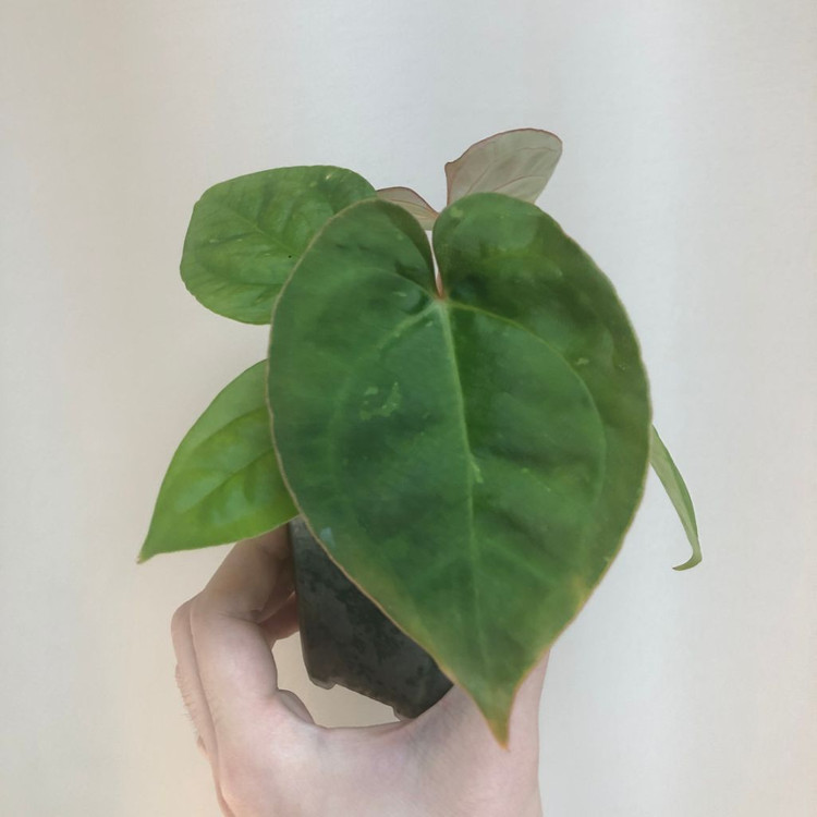 안스리움 하이브리드 바리에가타--0