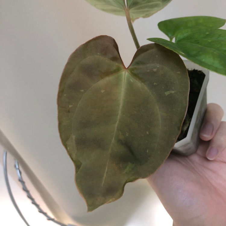 안스리움 하이브리드 바리에가타--3