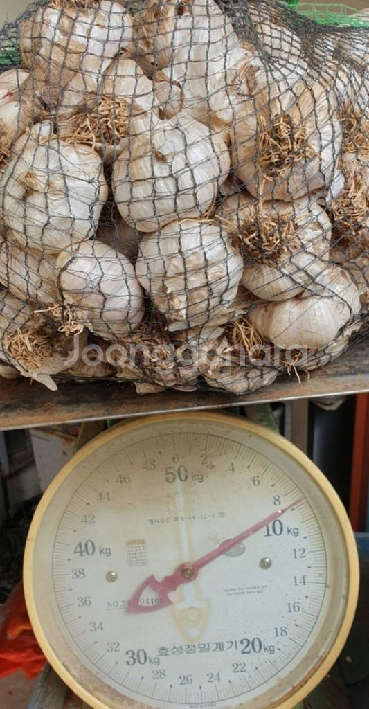 (국내산)통마늘 8.8KG--1