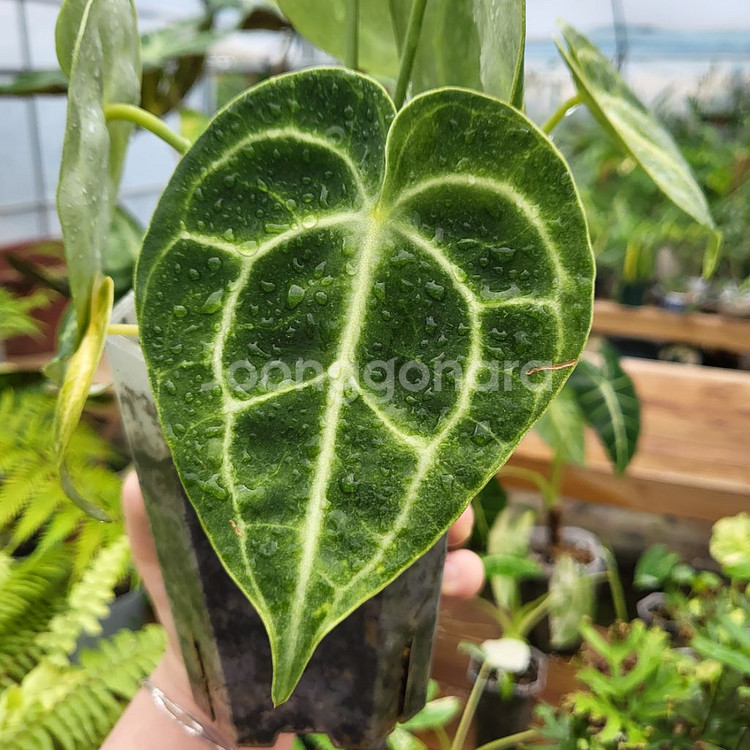 안스리움 클라리네비움--0