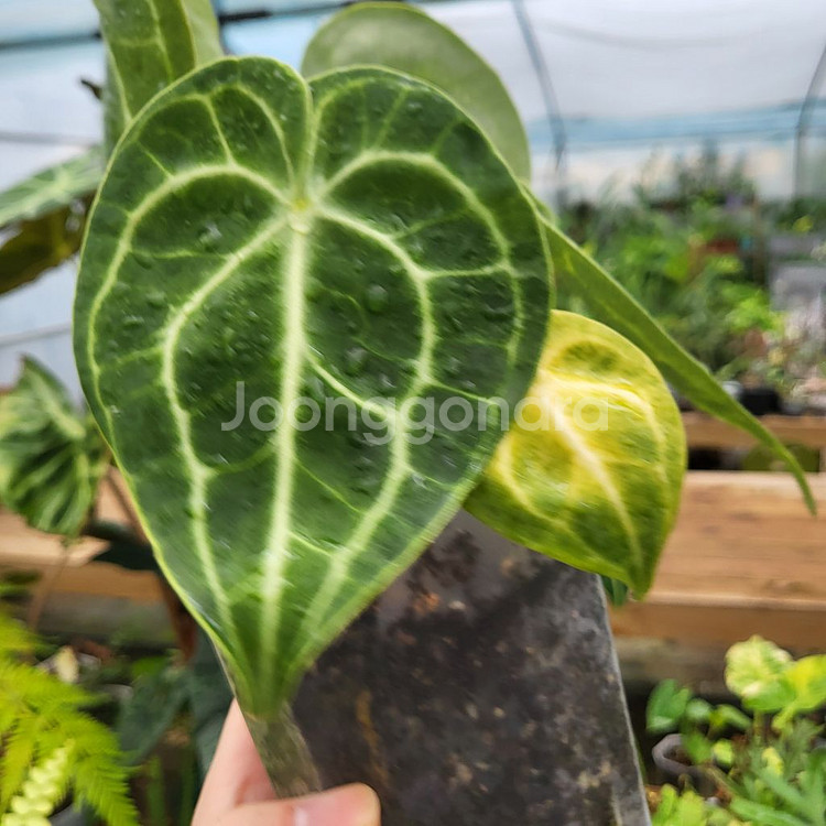 안스리움 클라리네비움--2