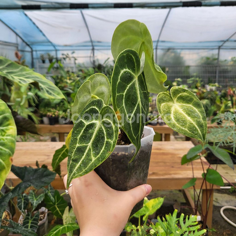 안스리움 클라리네비움--4