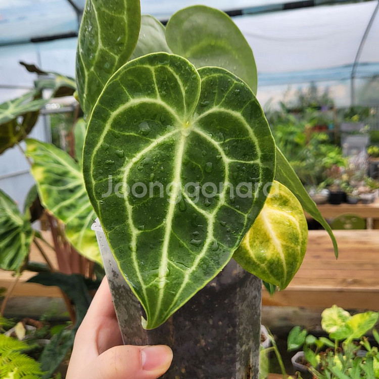 안스리움 클라리네비움--3