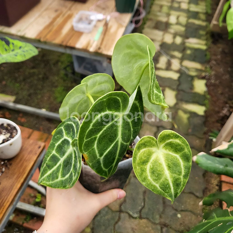 안스리움 클라리네비움--5